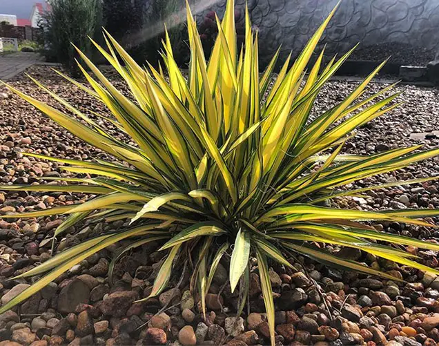 Jardin con una yucca filamentosa