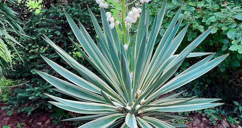 Primer plano de las hojas de la Yucca Gloriosa