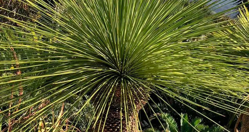 Primer plano de las Yucca Queretaroensis