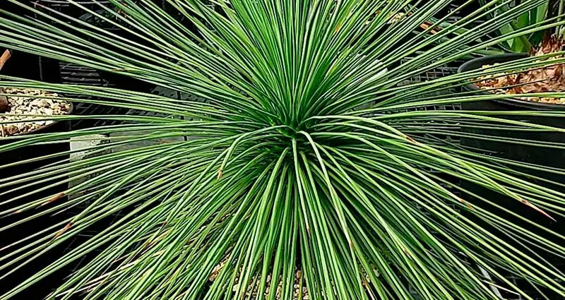 Primer plano de las Yucca Queretaroensis