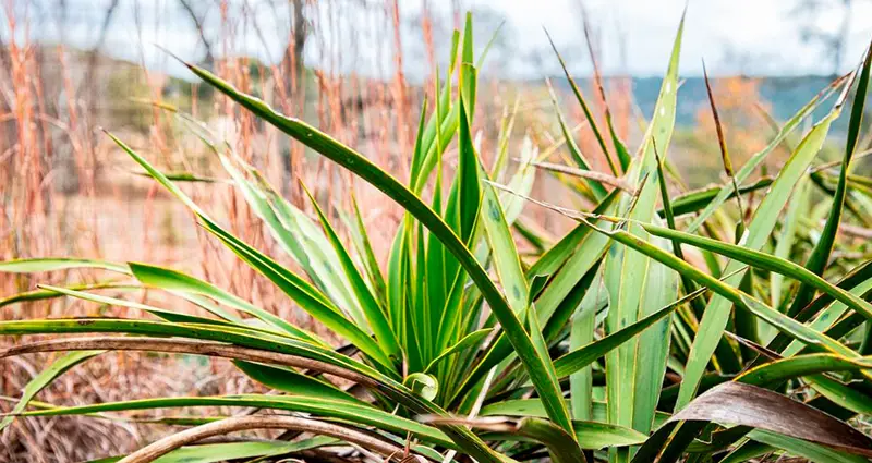 Primer plano de Yucca Rupicola