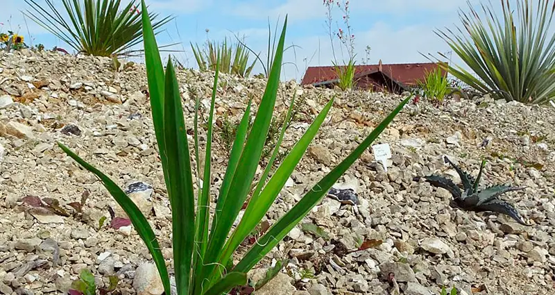 Planta de Yucca Rupicola